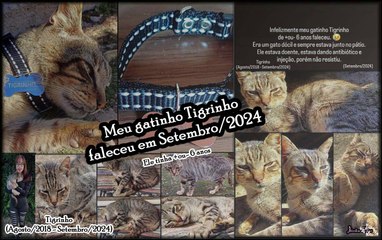Meu gatinho Tigrinho faleceu (Setembro/2024)
