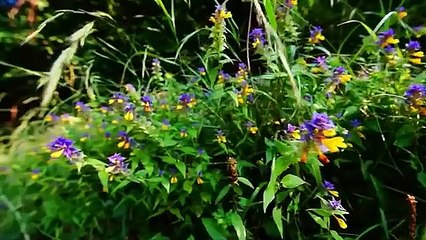 Nature And Wildlife Video – Bird and animal is beautiful creature on our planet