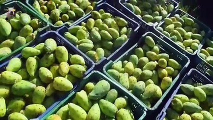 Cultivation_And_Harvesting_Prickly_Pear__-_Amazing_agriculture_Technology__-_Prickly_Pear_Processing(360p).mp4
