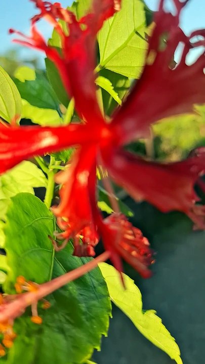 MY GARDEN
