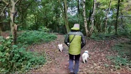 Stunning Autumn Dog Walk Caught by DJI Neo Drone 🍂