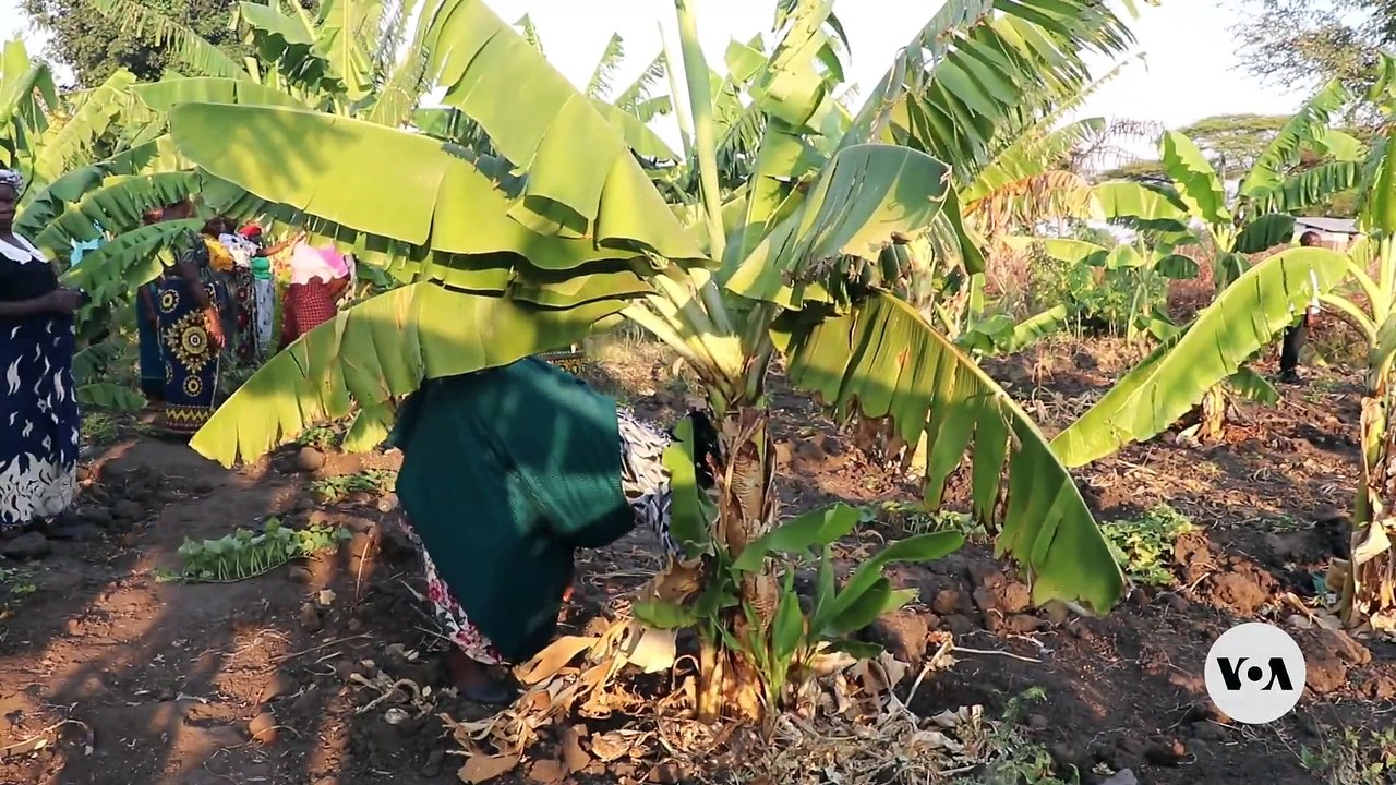 Malawi’s Female Farmers Turn Climate Crisis int...