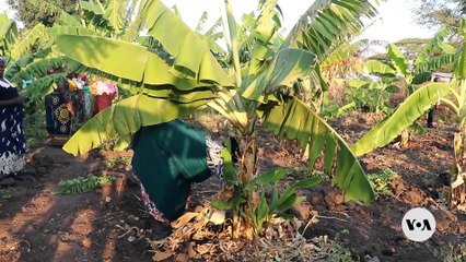 Malawi’s Female Farmers Turn Climate Crisis into Opportunity: Banana Wine Production