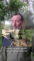 Welcome to turtle island | Newcastle Herald, October 2024