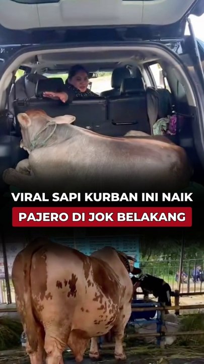 Viral Sapi Kurban Ini Naik Pajero di Jok Belakang