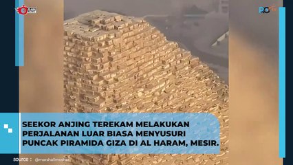 Viral, Penampakan Seekor Anjing di Puncak Piramida Mesir