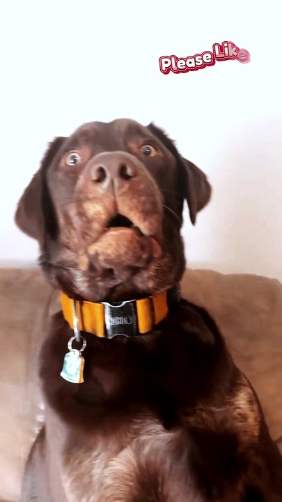 They're eating the dogs  they're eating the cats   #theyre #eating #thedogs