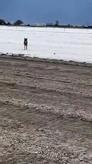 I salti del lupo nel Fucino: "Che spettacolo"