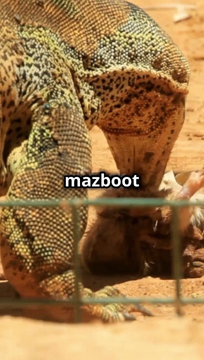 "Komodo Dragons: Nature's Fearsome Giants" "The Komodo Dragon: Predator of the Indonesian Wild" "Komodo Dragons: Legends of the Lizards" "Into the Wild: Exploring the World of Komodo Dragons" "Survival of the Fiercest: The Life of a Komodo Dragon" "Komod