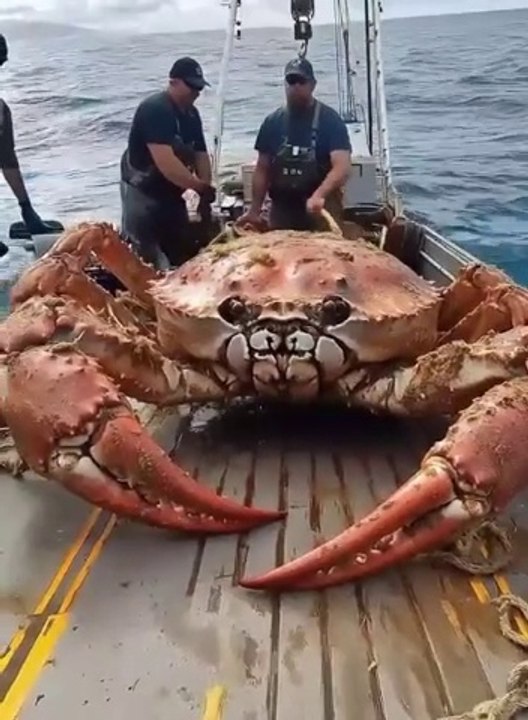 Giant Sea Monster !!!