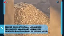 Viral! Seekor Anjing Menikmati Pemandangan di Puncak Piramida Giza