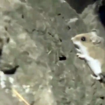Une souris qui a bien bossé les fessiers à la salle
