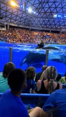 Une orque reserve une vilaine surprise aux visiteurs du parc