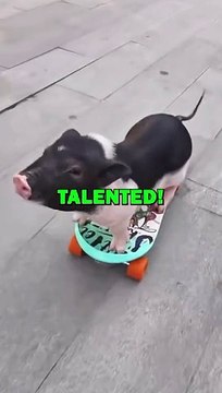 SKATEBOARDING PIG! #animalstories #pets #cute #piggy