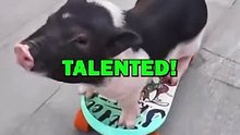 SKATEBOARDING PIG! #animalstories #pets #cute #piggy