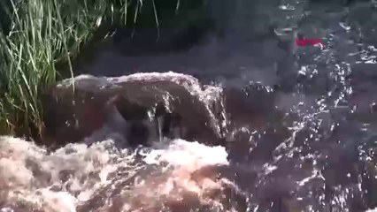 Bursa Ovası'nı besleyen dere, kırmızıya büründü