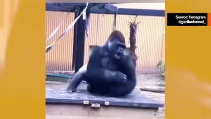 Hulvaton video: vallaton vauvagorilla tekee äitinsä elämästä yhtä helvettiä.