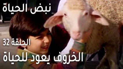 نبض الحياة الحلقة 32 - الخروف يعود للحياة