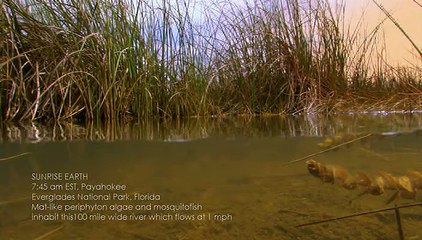 Sunrise Earth - Everglades River of Grass
