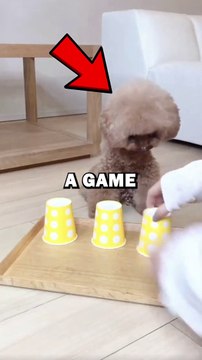 DOG GETS TRICKED! #animalstories #pets #doglover #dogs #dog #cute