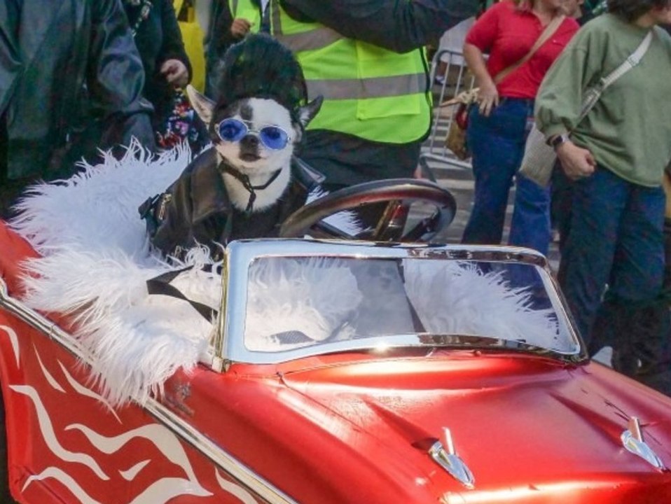 Flauschige Kostüme: Halloween Hundeparade sorgt für Schmunzler