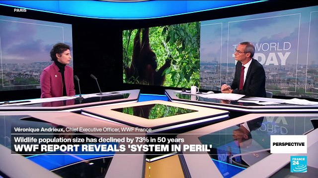 'Nature is on the brink of burnout,' WWF warns as COP16 biodiversity summit opens