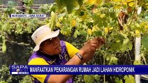 Pemuda di Indramayu Manfaatkan Pekarangan Rumah Jadi Lahan Pertanian Tanaman Hidroponik