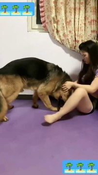 dog searching for food _funny_animal _smart dog _funny animals _daily motion shorts