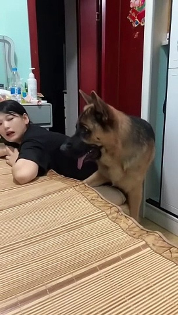 ⁣What actually doing  _smart pet _funny dog daily motion shorts #shorts