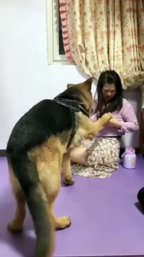 Dog is Crazy for this _smart pet _funny _funny animal _funny dog #shorts