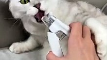 How to trim your cat`s claws