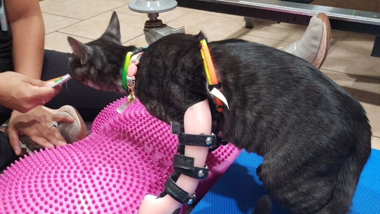 Rescue kitten born with disability now able to walk thanks to leg braces