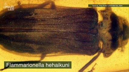 Paleontologists Discover Prehistoric Firefly That Lit Up the Night Nearly 100 Million Years Ago