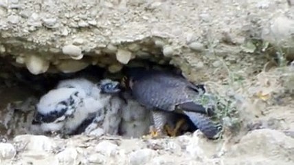 Mamma falco e i suoi piccoli: ? l'ora del pranzo