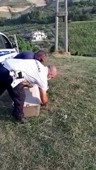 La corsa liberatoria dell'istrice recuperato e liberato nelle colline pinetesi