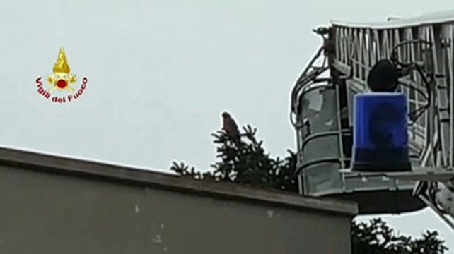 Il pappagallo in fuga ? sul tetto, il momento in cui i vigili del fuoco riescono ad acciuffarlo con il retino