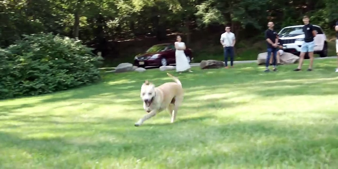 How 3D Printing Changed This Dog's Life! Vidéo Dailymotion