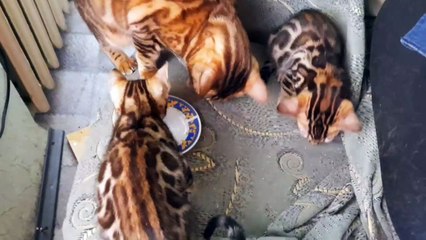 Dusy and bengal kittens Dakota Gold