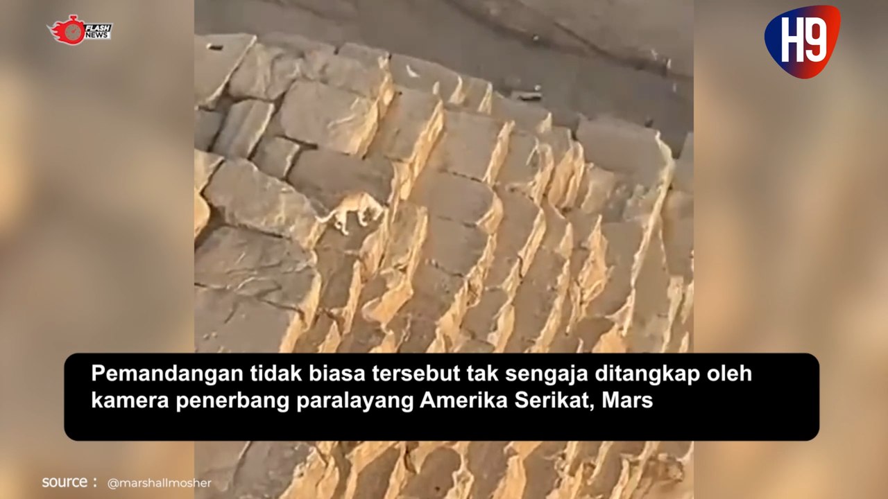 Terekan Kamera Perjalanan Seekor Anjing hingga ke Puncak Piramida di Mesir