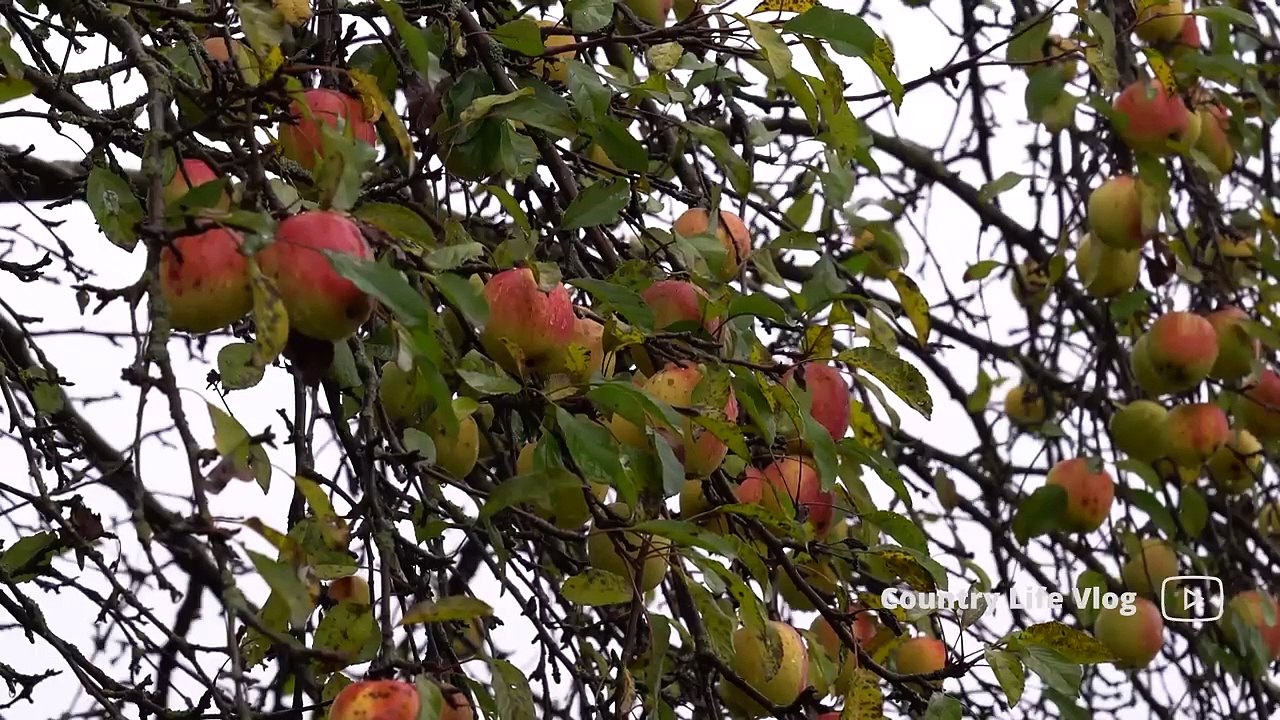 Butchering a WHOLE BULL and Cooking in Glass Jars (1) video Dailymotion