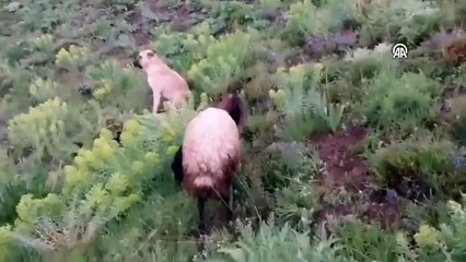 Video: King un can ‘ovejero’, estaba perdido, pero fue encontrado cuidando a una oveja.