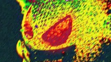 ANTI EVERYBODY VISUALISER