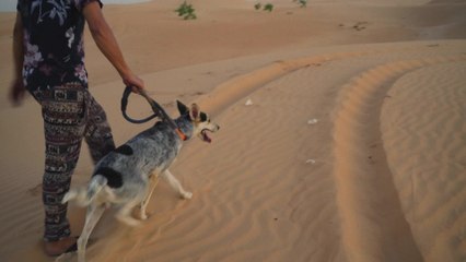 De la Sibérie au... Sahara : le husky, la nouvelle race de chien en vogue en Mauritanie