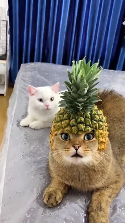 funny cat  #funnyvideo #funny #foryou12313