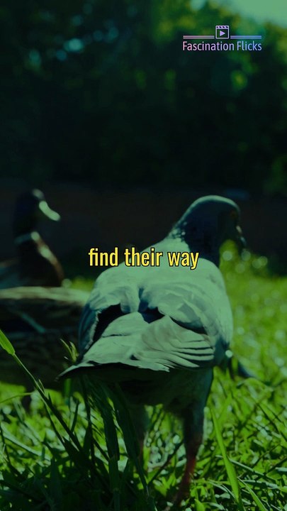 Why Pigeons Are the Ultimate Navigators
