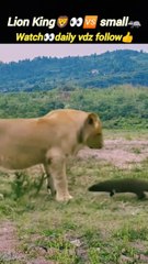 Lionkingvs mangoose | Lion attack | #trending #animal #nature