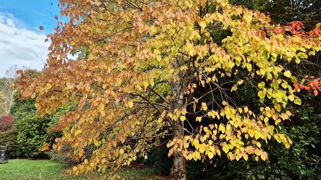 Beautiful autumn golden colours at National Trust property near Haywards Heath