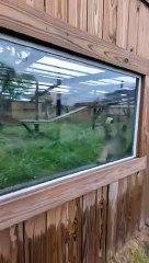 Eurasian Lynx has fun playing tag with people through the windows!