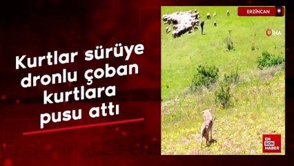 Erzincan'da kurtlar sürüye, dronlu çoban kurtlara pusu attı