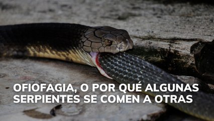 Ofiofagia, o por qué algunas serpientes se comen a otras